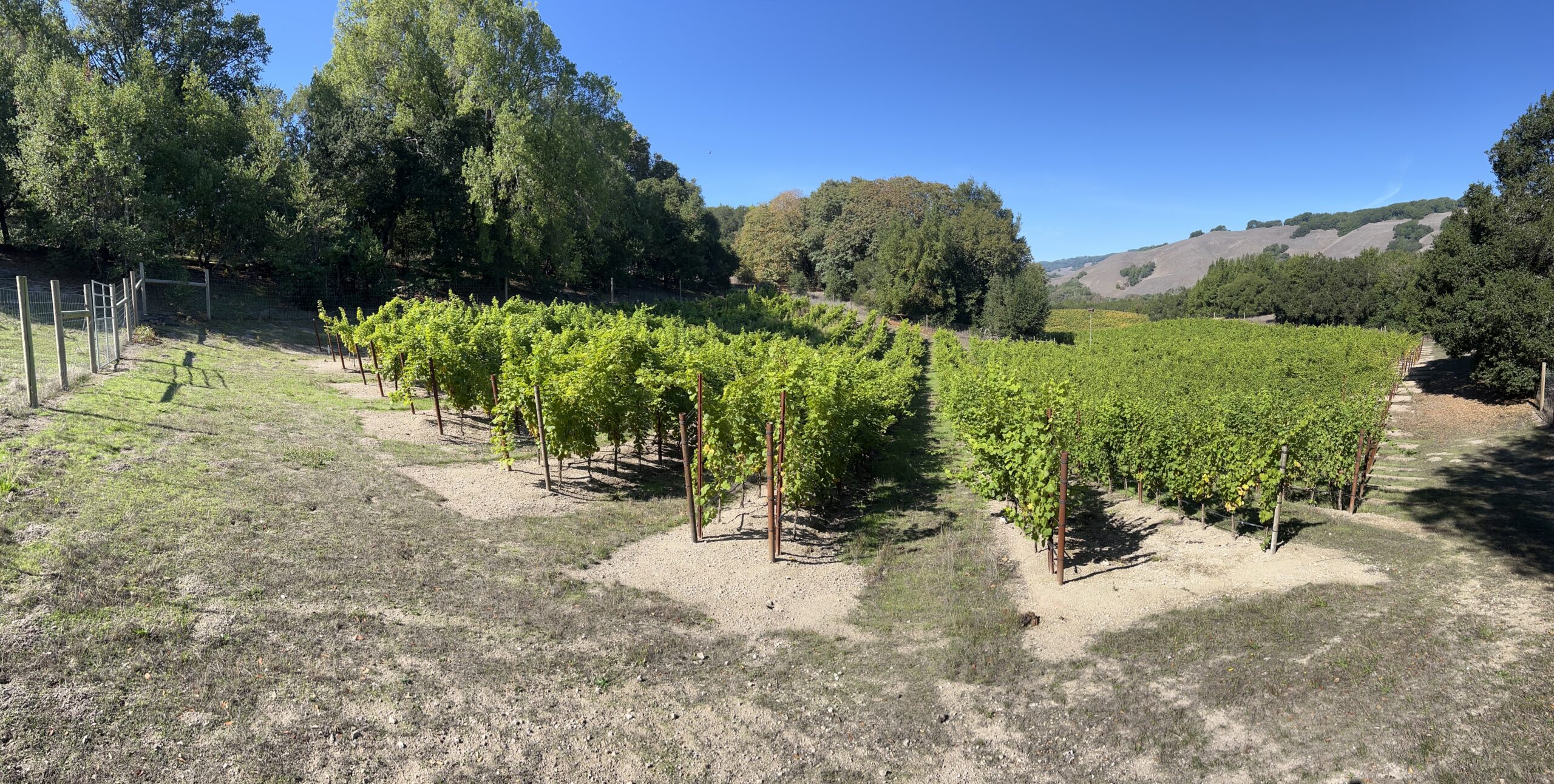 Sweet Family Vineyards
